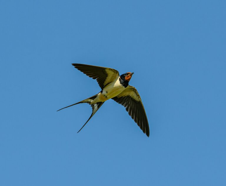 Lire la suite à propos de l’article Tout ce qu’il faut savoir sur l’hirondelle, une espèce d’oiseau en danger ⚠️