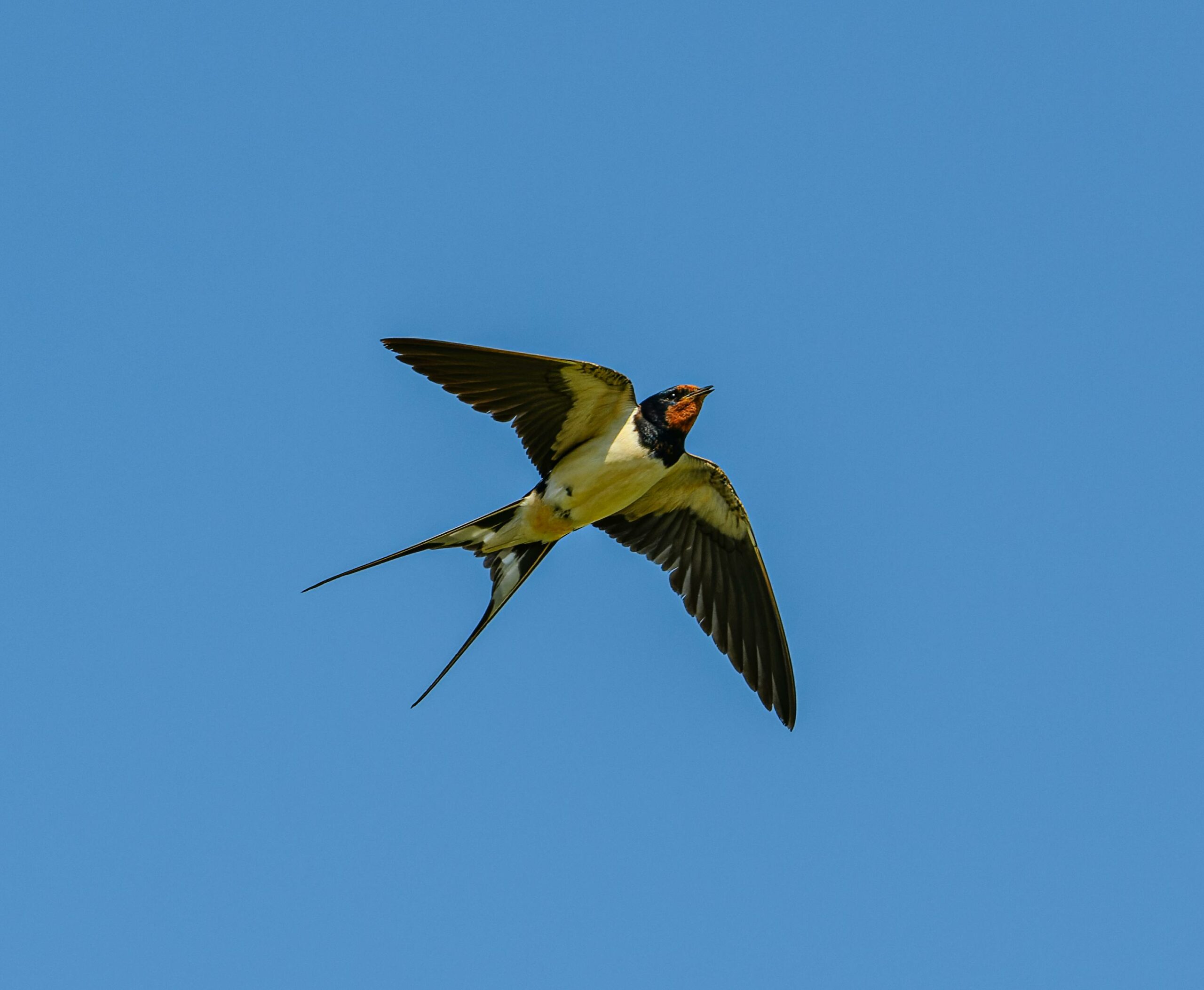 You are currently viewing Tout ce qu’il faut savoir sur l’hirondelle, une espèce d’oiseau en danger ⚠️