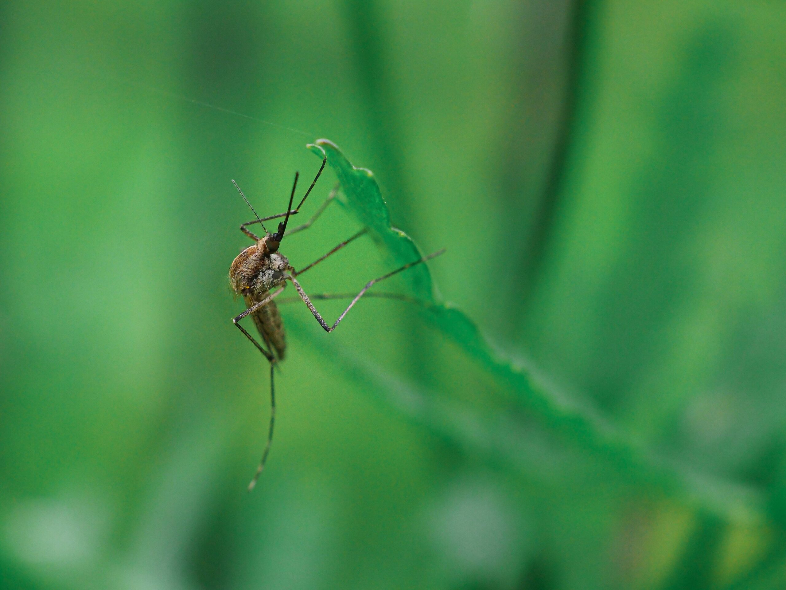 You are currently viewing Quatre types de plantes efficaces pour éloigner les moustiques pendant la saison estivale ? 🦟